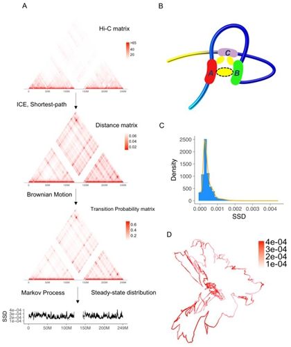 北大生命科学学院、生命科学中心李程研究组发表基于三维基因组数据的动态染色质可接近性模型