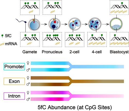 生命科学学院伊成器课题组与汤富酬课题组合作解析小鼠着床前胚胎5-醛基胞嘧啶谱图