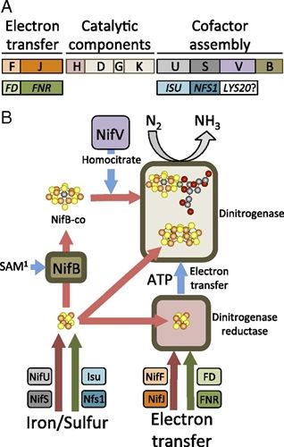 生命科学学院王忆平课题组的生物固氮研究成果受到国际偕行高度评价