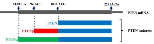 医学部基础医学院尹玉新团队发现抗癌基因PTEN家族新成员PTENβ