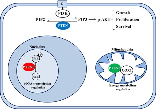 医学部基础医学院尹玉新团队发现抗癌基因PTEN家族新成员PTENβ