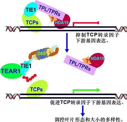 生命科学学院秦跟基课题组在“世界没有两片雷同叶片”的形成机制上取得紧张进展