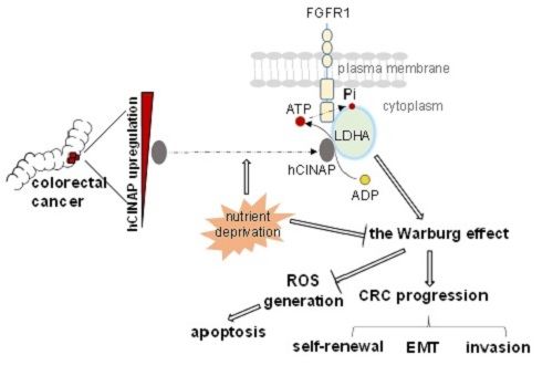 生命科学学院郑晓峰实验室在Nature Communications发表论文报道结直肠癌干细胞自我更新的新机制