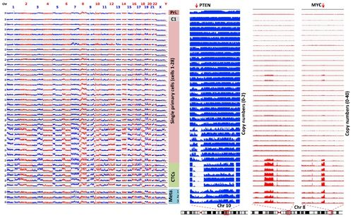 北京大学白凡、谢晓亮团队与天津医科大学张宁团队揭示循环肿瘤细胞基因组特性与癌症转移机制