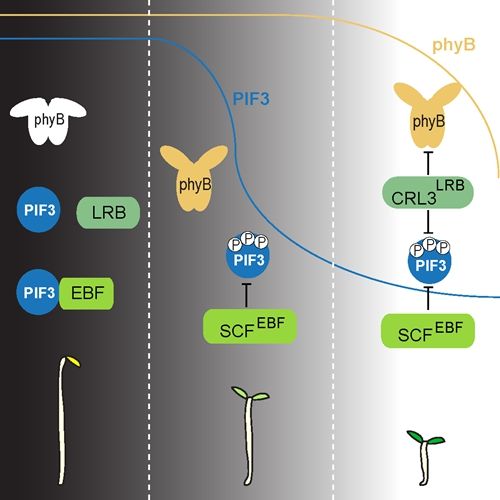 邓旺盛陈浩东团队发现植物光旌旗灯号转导及泛素连接酶激活新机制