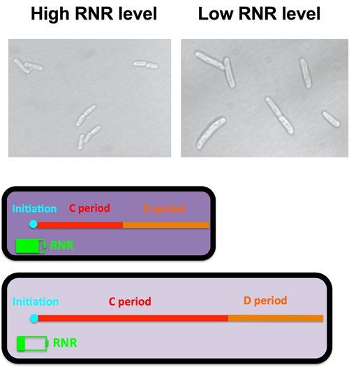 生命科学学院王忆平课题组在细菌细胞周期调控研究领域再次发现新机制