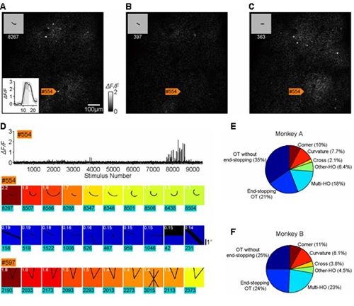生命科学学院唐世明课题组发现猕猴初级视皮层V1神经元的外形选择性