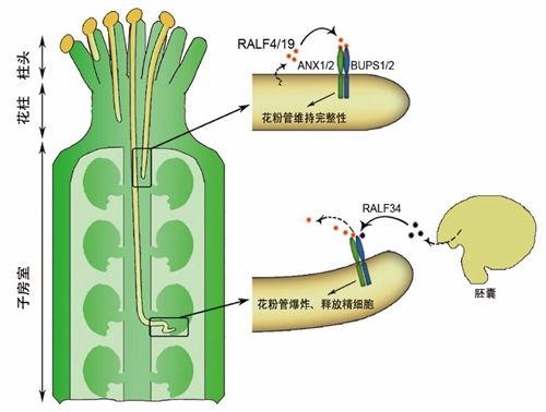 北大生科院瞿礼嘉教授课题组在Science发文揭示植物中调控花粉管细胞完备性与邃密胞释放的分子机制