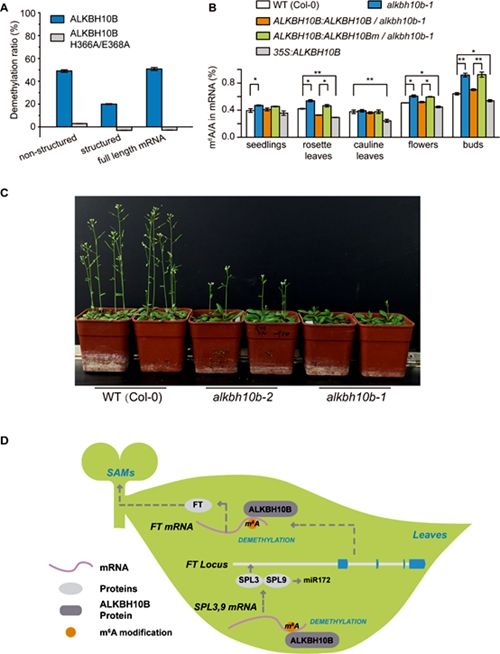 何川贾桂芳课题组发现植物mRNA化学修饰m6A去甲基酶并揭示其对植物开花时间的调控功能