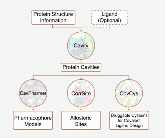 裴剑锋、来鲁华课题组发展蛋白质结合口袋探测与性子展望综合在线计算平台CavityPlus
